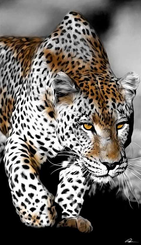 зоополяна леопард